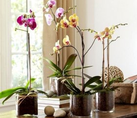 горшок для домашней орхидеи