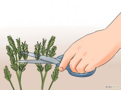 Изображение с названием Grow Rosemary Step 8