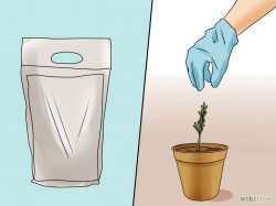 Изображение с названием Grow Rosemary Step 5