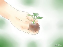 Изображение с названием Plant Mums Step 1