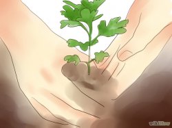 Изображение с названием Plant Mums Step 6