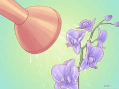 Изображение с названием Water Orchids Step 1