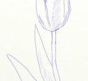 Как нарисовать тюльпан, шаг 4