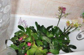 как поливать орхидею