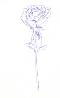 Как рисовать розу, шаг 5
