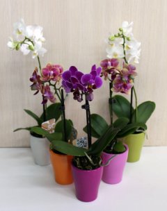 Мини-орхидея - это растение, которое не займет дома много места.
