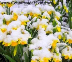 Нарциссы под снегом, февраль в моем саду. Снег и заморозки не мешают цветению нарциссов