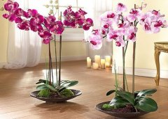 Орхидеи отлично растут в наших домашних условиях