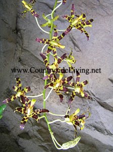 Орхидея анселлия гигантская (Ansellia gigantea nilotica)