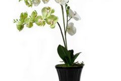 Орхидея декоративная станет украшением любого дома.
