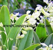 Орхидея плеуроталлис (Pleurothallis amparoana)
