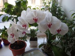 Освещение орхидеи - очень важно для ее цветения.