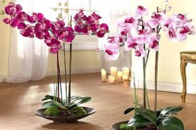 Подарили орхидею в горшке — как ухаживать за ней?Фото2