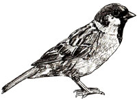 Рисунки птиц - Воробей