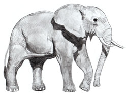 Рисунки животных - Слон