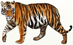 Рисунки животных - Тигр