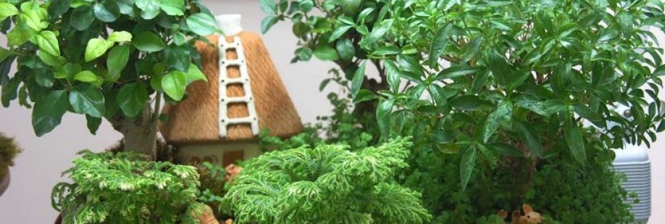 Домашние Цветы в Горшках Фото и Названия