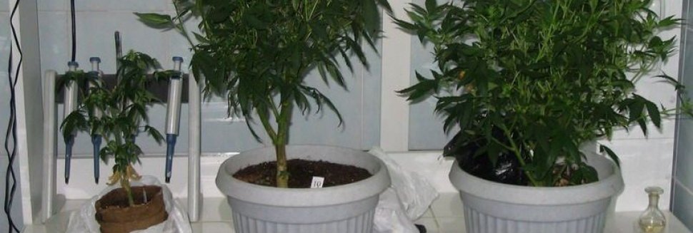 Как Вырастить Коноплю в Горшке