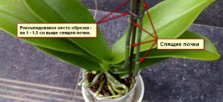 Орхидея в Горшке Уход