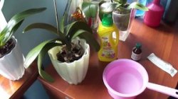 Удобрения для орхидеи - как правильно их разводить?